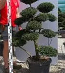 Japan-Stechpalme - Ilex crenata