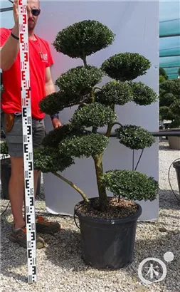 Japan-Stechpalme - Ilex crenata