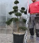 Japan-Stechpalme - Ilex crenata