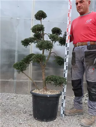 Japan-Stechpalme - Ilex crenata