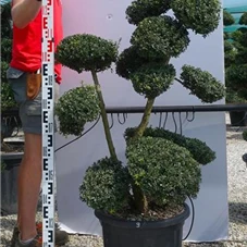 Ilex crenata, Gartenbonsai T71n9 - 100