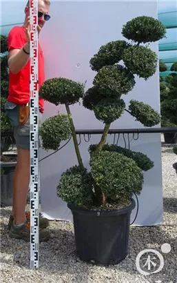 Japan-Stechpalme - Ilex crenata