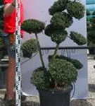 Japan-Stechpalme - Ilex crenata