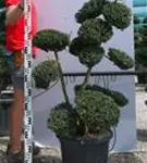 Japan-Stechpalme - Ilex crenata
