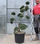 Japan-Stechpalme - Ilex crenata