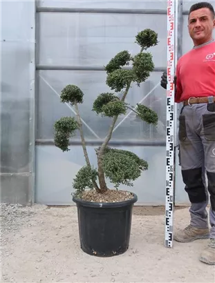 Japan-Stechpalme - Ilex crenata