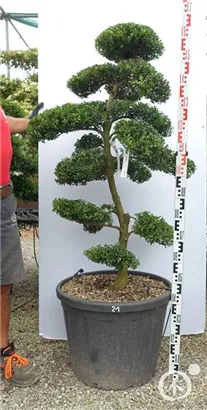 Japan-Stechpalme - Ilex crenata