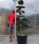 Japan-Stechpalme - Ilex crenata