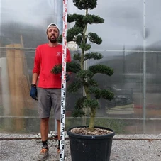 Ilex crenata, Gartenbonsai M44XLn21 - 120