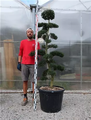 Japan-Stechpalme - Ilex crenata