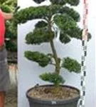 Japan-Stechpalme - Ilex crenata