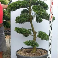 Ilex crenata, Gartenbonsai M44XLn21 - 120