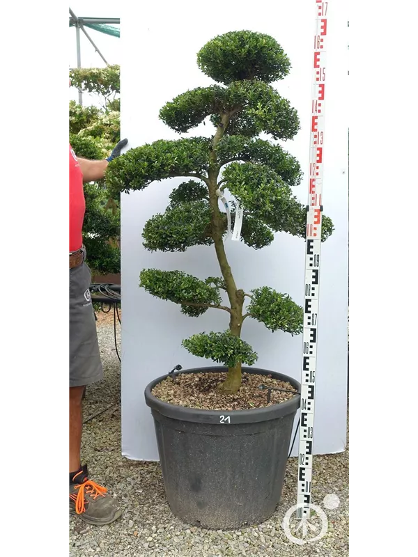 Japan-Stechpalme - Ilex crenata