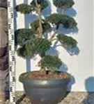 Japan-Stechpalme - Ilex crenata