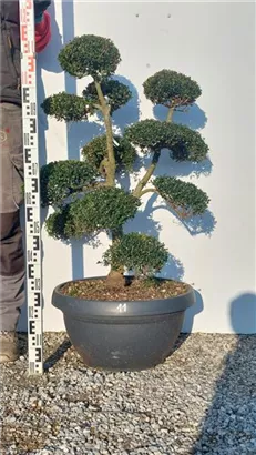 Japan-Stechpalme - Ilex crenata
