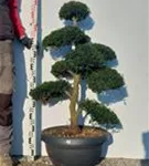 Japan-Stechpalme - Ilex crenata