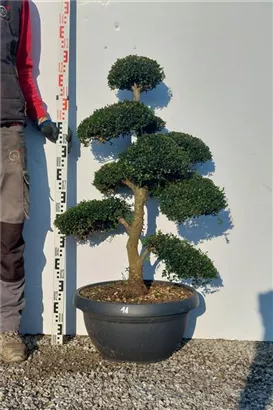 Japan-Stechpalme - Ilex crenata