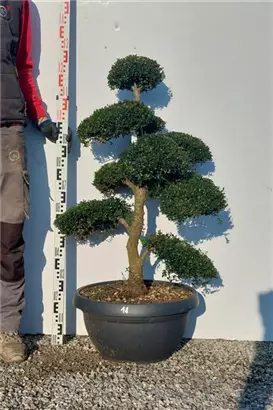 Japan-Stechpalme - Ilex crenata