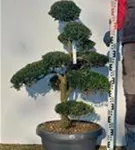 Japan-Stechpalme - Ilex crenata