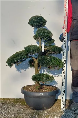 Japan-Stechpalme - Ilex crenata