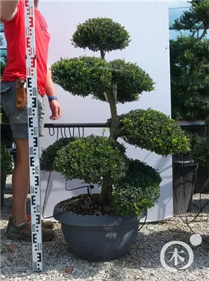 Japan-Stechpalme - Ilex crenata