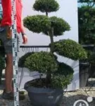 Japan-Stechpalme - Ilex crenata