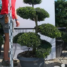 Ilex crenata, Gartenbonsai NPriN17 - 100