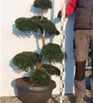 Japan-Stechpalme - Ilex crenata