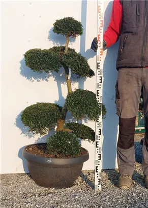 Japan-Stechpalme - Ilex crenata