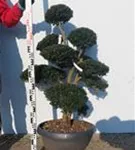 Japan-Stechpalme - Ilex crenata
