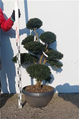 Japan-Stechpalme - Ilex crenata