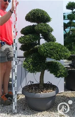 Japan-Stechpalme - Ilex crenata