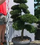 Japan-Stechpalme - Ilex crenata