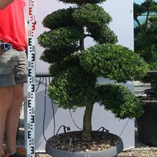 Ilex crenata, Gartenbonsai NPriN23 - 100