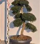 Japan-Stechpalme - Ilex crenata