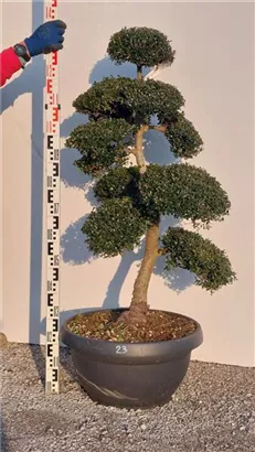 Japan-Stechpalme - Ilex crenata