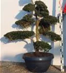 Japan-Stechpalme - Ilex crenata