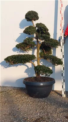 Japan-Stechpalme - Ilex crenata