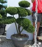 Japan-Stechpalme - Ilex crenata