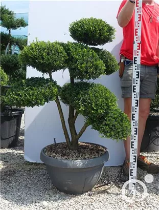 Japan-Stechpalme - Ilex crenata
