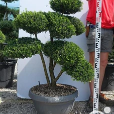 Ilex crenata, Gartenbonsai NPriN27 - 90