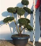 Japan-Stechpalme - Ilex crenata