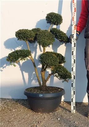 Japan-Stechpalme - Ilex crenata