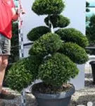Japan-Stechpalme - Ilex crenata
