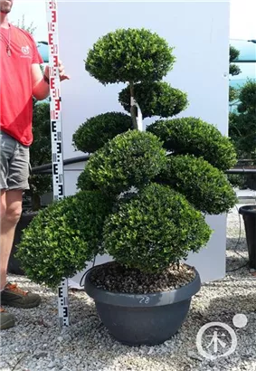 Japan-Stechpalme - Ilex crenata