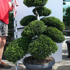 Ilex crenata, Gartenbonsai NPriN28 - 100