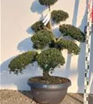 Japan-Stechpalme - Ilex crenata