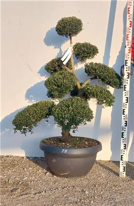Japan-Stechpalme - Ilex crenata