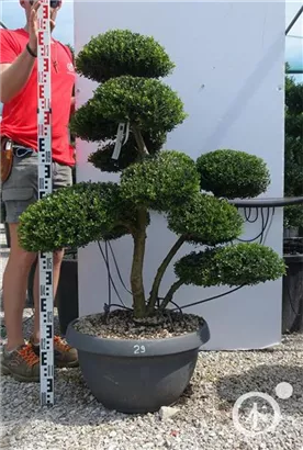 Japan-Stechpalme - Ilex crenata