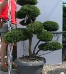 Japan-Stechpalme - Ilex crenata